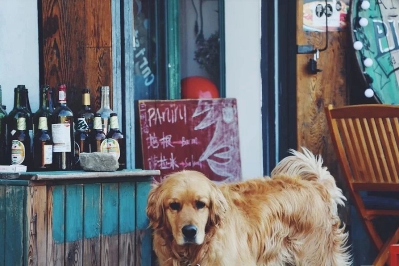 大理夏令營(yíng)活動(dòng)