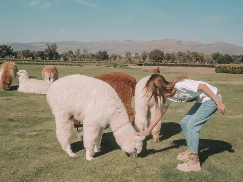 大理古城邊的彩虹農(nóng)場太太太美啦?。?！
