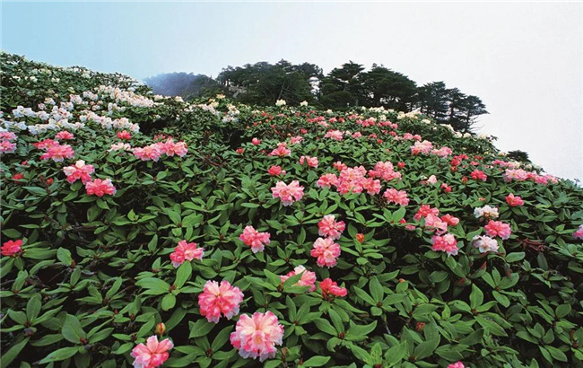 大理旅游 六月，蒼山等你赴一場花的“盛宴”！