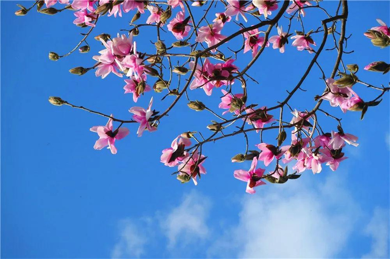 又是被驚艷的一天！云龍縣漕澗林場生物多樣性大賞