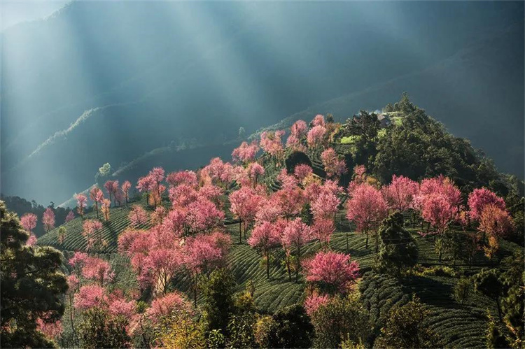 大理櫻花季：南澗無(wú)量，秘境花鄉(xiāng)——神仙姐姐居住的地方！快來(lái)大理旅游吧！