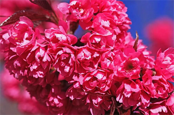 大理旅游,大理冬天的櫻花和我，都很想念你！