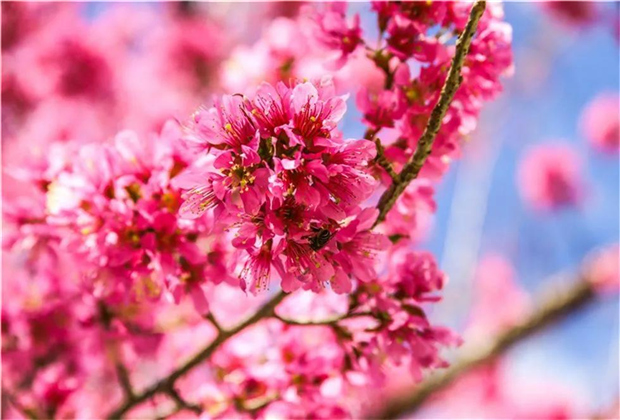 大理傳媒公司：南澗無量，秘境花鄉(xiāng)——神仙姐姐居住的地方！