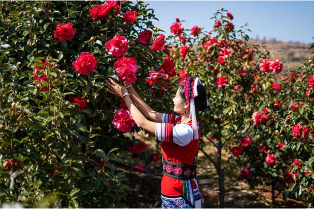 節(jié)后游大理，春暖花開賞花去！