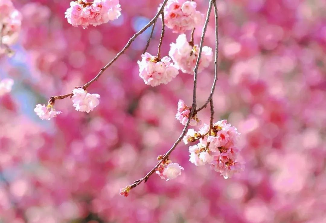 云南旅游,云南旅行社,云南團(tuán)建公司：賞櫻正當(dāng)時(shí)！大理大學(xué)校園開(kāi)放日等你來(lái)