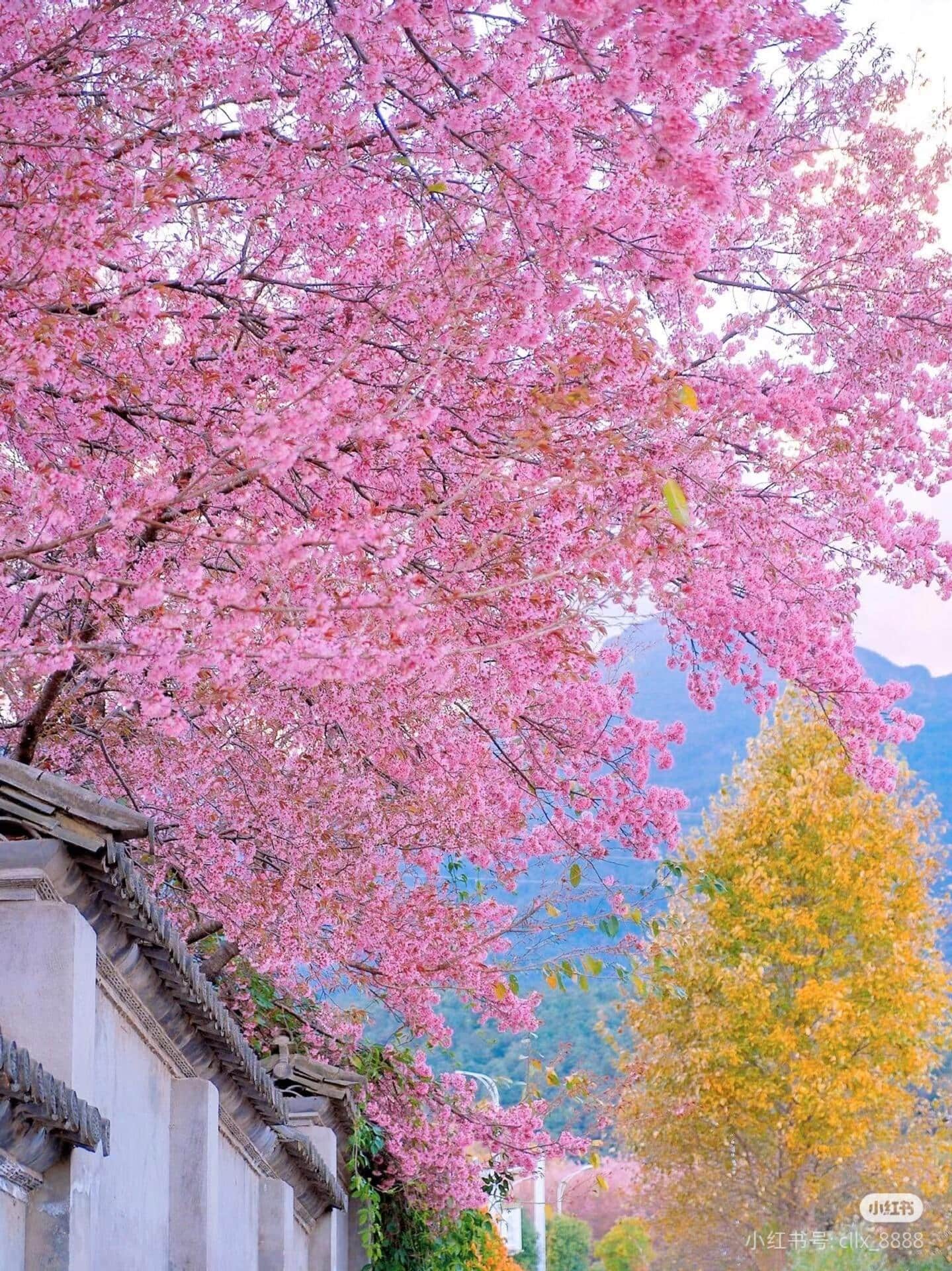 云南旅游,云南旅行社,云南團(tuán)建公司,云南策劃公司,云南會(huì)議會(huì)展,云南策劃執(zhí)行,大理旅游,大理旅行社,大理團(tuán)建公司,大理會(huì)議公司,大理會(huì)議會(huì)展,大理策劃公司:去云南才知道，最早的櫻花是開(kāi)在冬天的